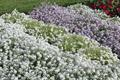Alyssum spp.